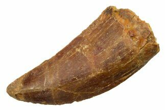 Serrated, Carcharodontosaurus Tooth - Real Dinosaur Tooth #351656