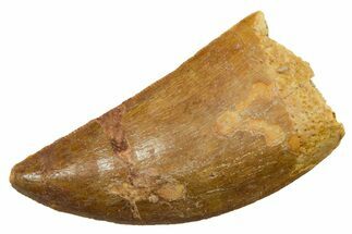 Serrated, Carcharodontosaurus Tooth - Real Dinosaur Tooth #351661
