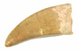 Serrated, Carcharodontosaurus Tooth - Real Dinosaur Tooth #351683