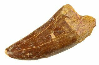 Dinosaur Teeth For Sale