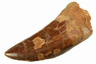 Serrated, Carcharodontosaurus Tooth - Real Dinosaur Tooth #351722