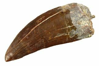 Serrated Carcharodontosaurus Tooth - Giant Dinosaur Tooth #351737