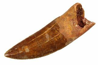 Serrated Carcharodontosaurus Tooth - Partial Root #351739