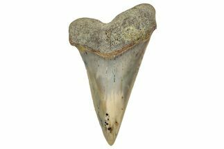 Colorful, Fossil Broad-Tooth Mako Shark Tooth - Bakersfield, CA #351439