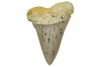Colorful, Fossil Broad-Tooth Mako Shark Tooth - Bakersfield, CA #351443