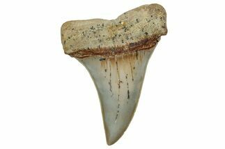 Colorful, Fossil Broad-Tooth Mako Shark Tooth - Bakersfield, CA #351444