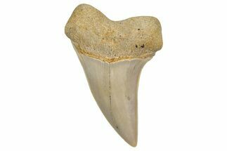 Fossil Shark Tooth (Carcharodon planus) - Bakersfield, CA #351459