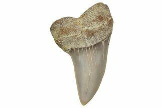 Fossil Shark Tooth (Carcharodon planus) - Bakersfield, CA #351463