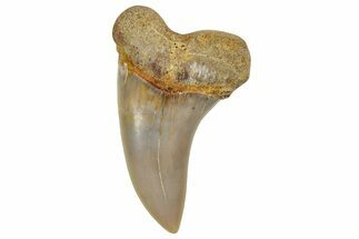 Fossil Shark Tooth (Carcharodon planus) - Bakersfield, CA #351464