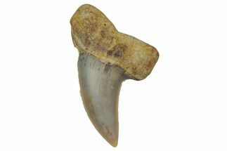 Fossil Shark Tooth (Carcharodon planus) - Bakersfield, CA #351473
