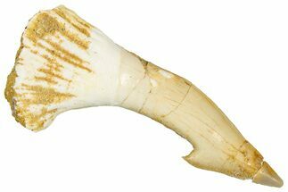 Fossil Sawfish (Onchopristis) Rostral Barb - Morocco #351664