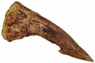 Fossil Sawfish (Onchopristis) Rostral Barb - Morocco #351669
