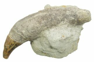 Rooted Fossil Sea Lion (Allodesmus) Tooth - Bakersfield, CA #351417