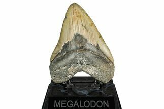 Fossil Megalodon Tooth - North Carolina #351727