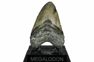 Fossil Megalodon Tooth - North Carolina #351731