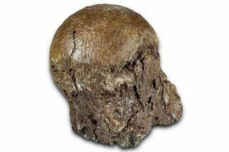 Dinosaur (Triceratops) Occipital Condyle - Montana #351949