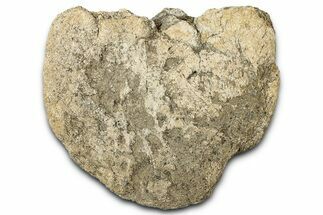 Bargain, Fossil Dinosaur Vertebra Centrum - Montana #351953