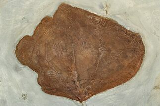 Paleocene Fossil Leaf (Zizyphoides) - Montana #351964