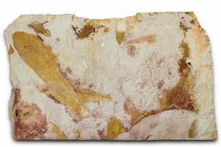 Fossil Seed Fern (Glossopteris) Plate - Australia #351976