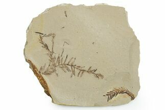 Shale With Dawn Redwood (Metasequoia) Fossils - Montana #351984