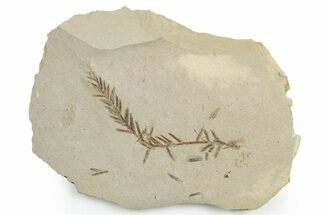 Shale With Dawn Redwood (Metasequoia) Fossils - Montana #351987