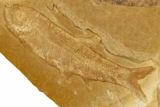 Jurassic Fossil Fish (Cavenderichthys) - Australia #352037
