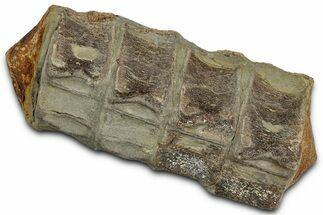 Fossil Ichthyosaur Vertebra String - Ex RM Berkeley Collection #352090