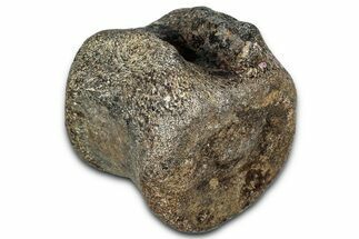 Ankylosaurian (Polacanthus) Vertebra - Isle of Wight, England #352095