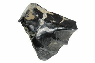 Fossil Iguanodontid (I bernissartensis) Tooth - England #352102