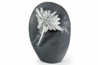 Polished Free-Standing Chrysanthemum Stone - China #352121