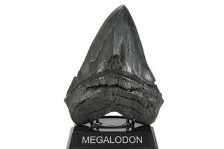 Serrated, Fossil Megalodon Tooth - Massive River Meg #352191