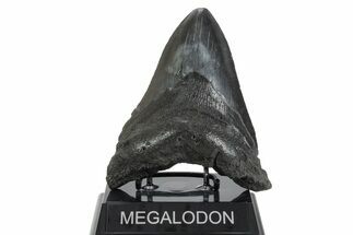 Fossil Megalodon Tooth - South Carolina #352193