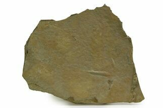 Fossil Bird and Nematode Track Plate - Green River Formation, Utah #352244