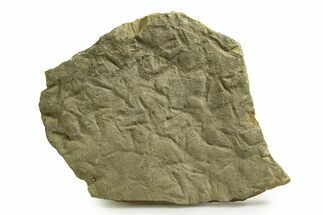 Fossil Bird (Avipeda) Track Plate - Green River Formation, Utah #352248