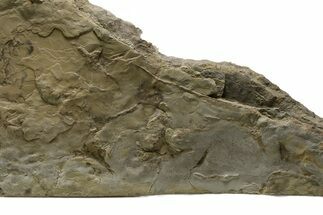 Fossil Sandpiper & Nematode Track Plate - Green River Formation, Utah #352254