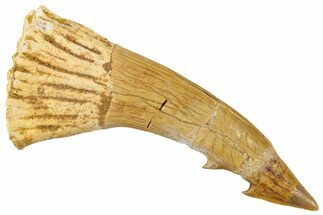 Fossil Sawfish (Onchopristis) Rostral Barb - Morocco #351700