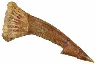 Fossil Sawfish (Onchopristis) Rostral Barb - Morocco #351702