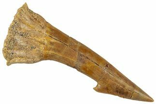 Fossil Sawfish (Onchopristis) Rostral Barb - Morocco #351708