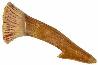 Fossil Sawfish (Onchopristis) Rostral Barb - Morocco #351717