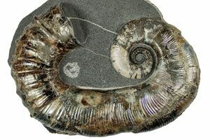 starlux préhistoire N°111 Trilobite incomplet • EUR 19,00