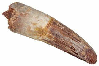 Real Fossil Spinosaurus Tooth - Huge Dinosaur Tooth #351624