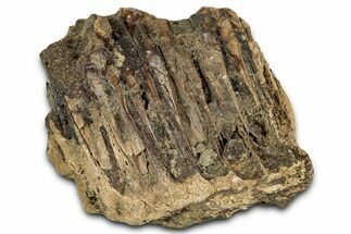 Hadrosaur (Edmontosaurus) Jaw Section with Teeth - Montana #352279