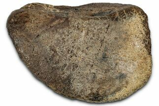 Fossil Hadrosaur (Edmontosaurus) Phalanx (Toe) Bone - Wyoming #352287