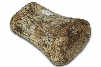 Fossil Hadrosaur (Edmontosaurus) Phalanx - Montana #352293