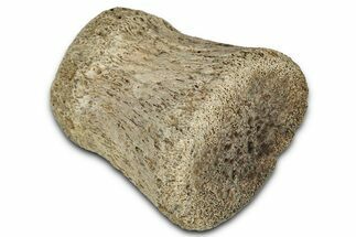 Fossil Hadrosaur (Edmontosaurus) Phalanx - Montana #352296