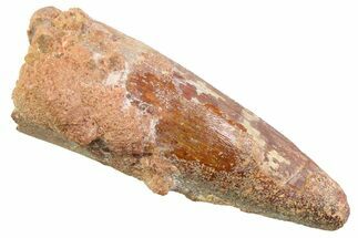 Fossil Spinosaurus Tooth - Real Dinosaur Tooth #352391