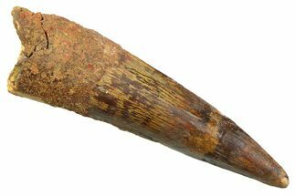 Fossil Spinosaurus Tooth - Real Dinosaur Tooth #352394