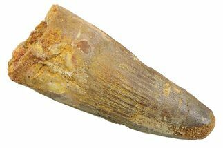 Fossil Spinosaurus Tooth - Real Dinosaur Tooth #352397