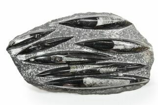 Polished Fossil Orthoceras (Cephalopod) Plate - Morocco #352326