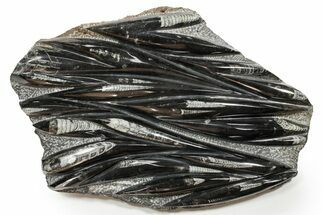 Polished Fossil Orthoceras (Cephalopod) Plate - Morocco #352283